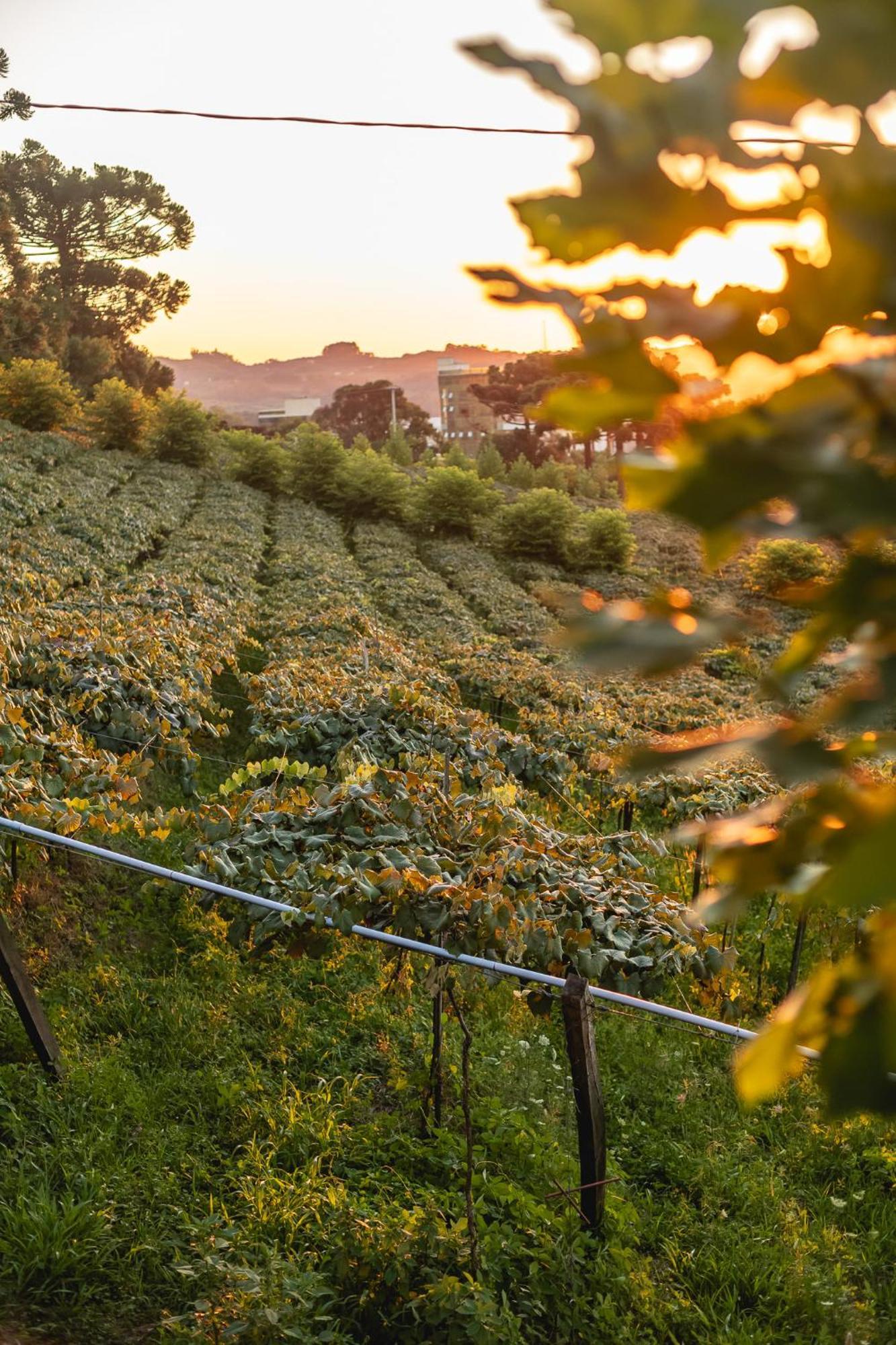 Doera Experience - Pousada De Luxo - Vale Dos Vinhedos Bento Gonçalves Esterno foto